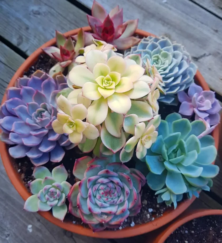 succulent plant