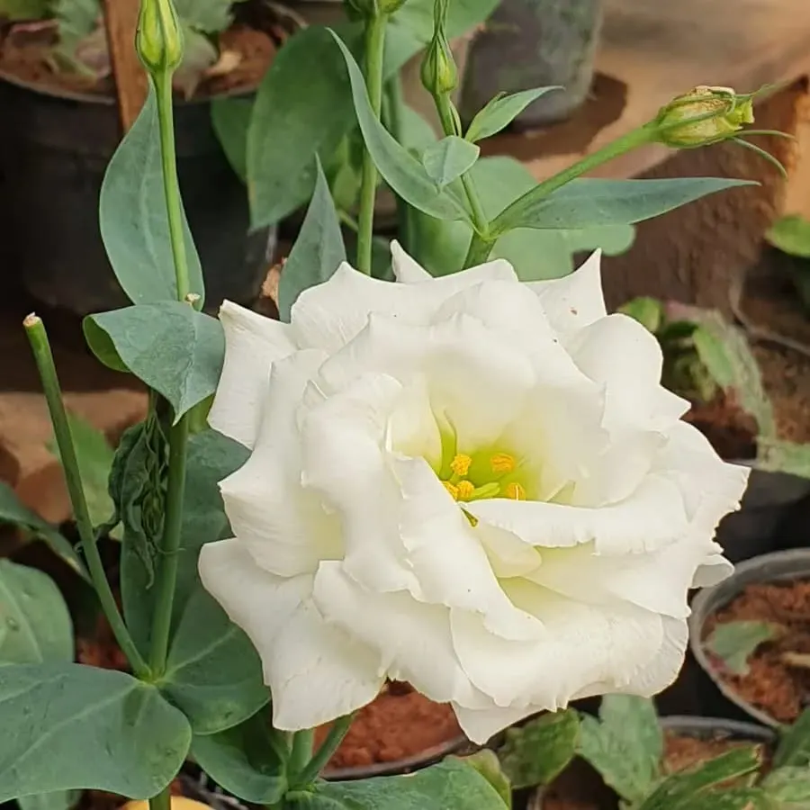 white rose garden flower