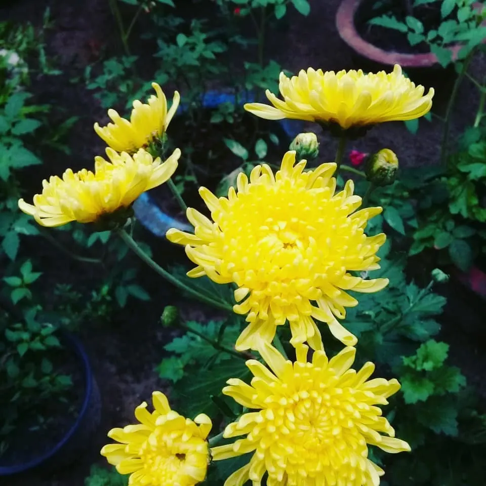 yellow chrysanthemum garden flower