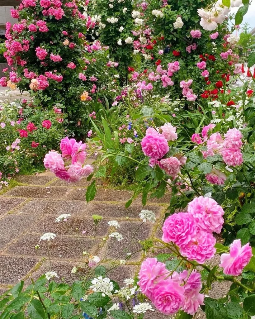 𝐏𝐢𝐧𝐤 𝐑𝐨𝐬𝐞 𝐆𝐚𝐫𝐝𝐞𝐧