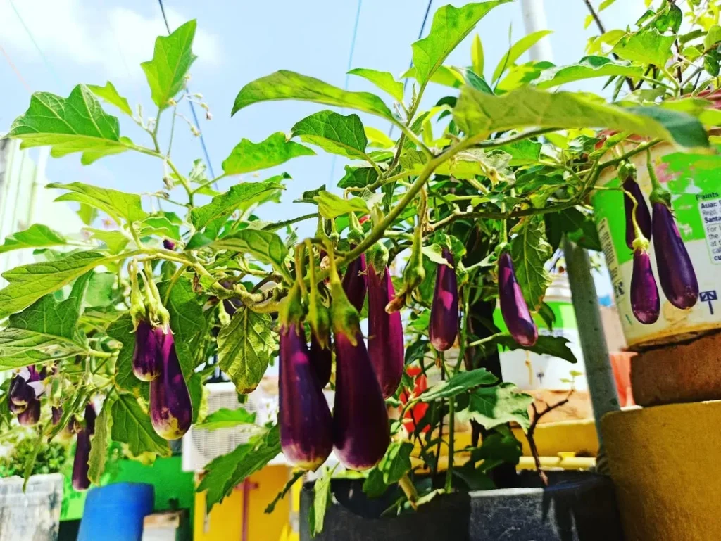 brinjal terrace