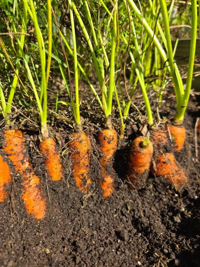 bumper carrot crops
