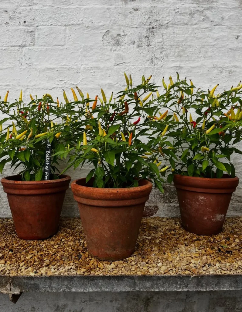 chilli container garden