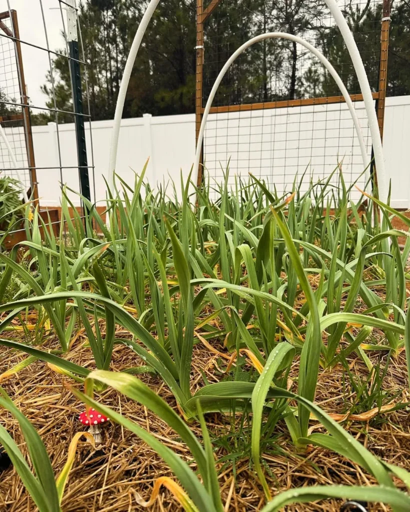 garlic garden