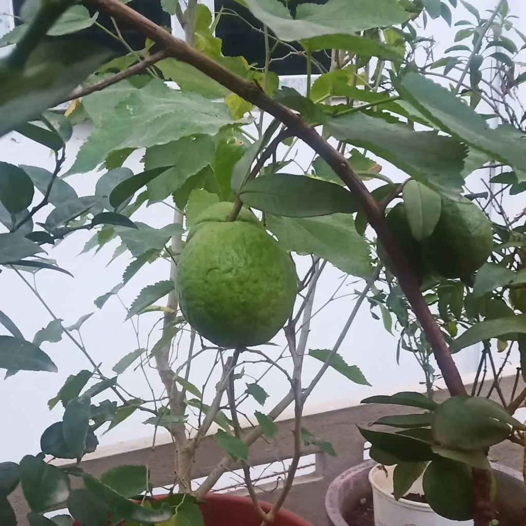 guava garden