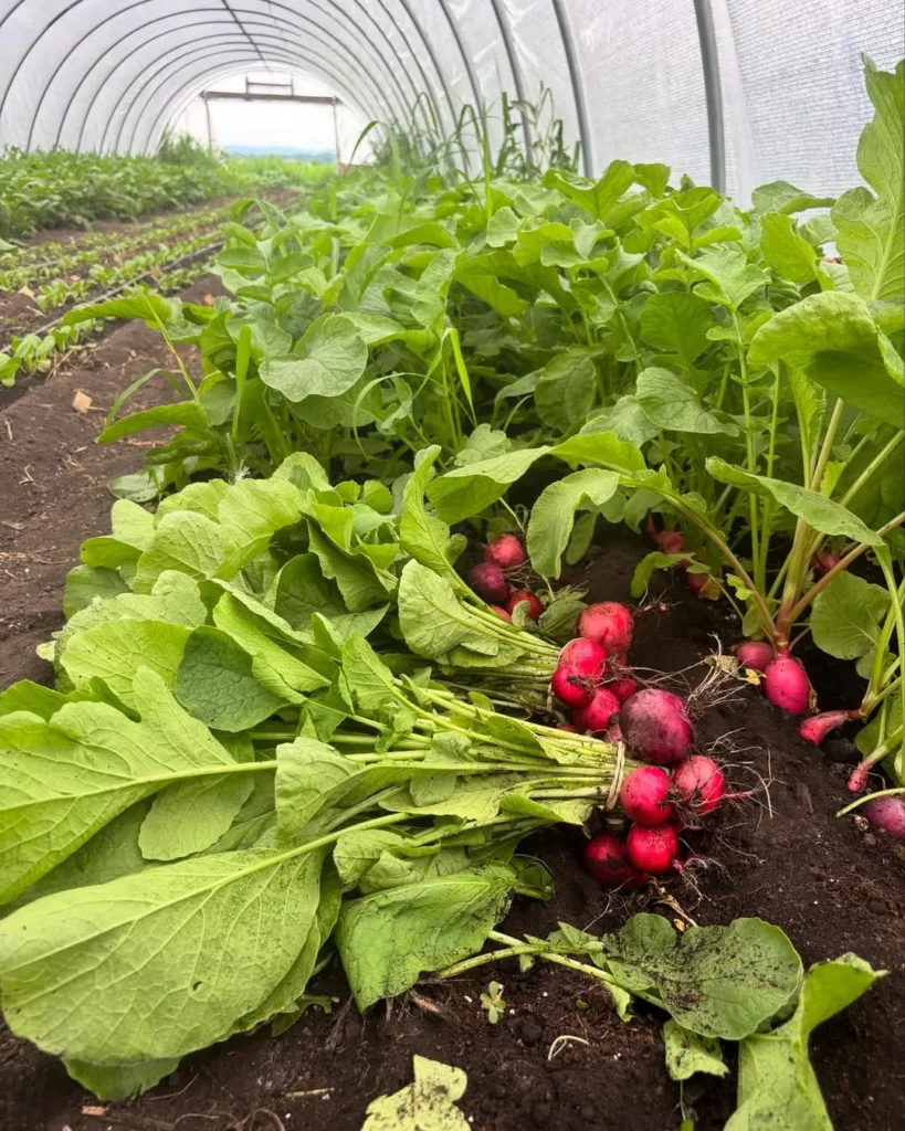 radishes row expander 