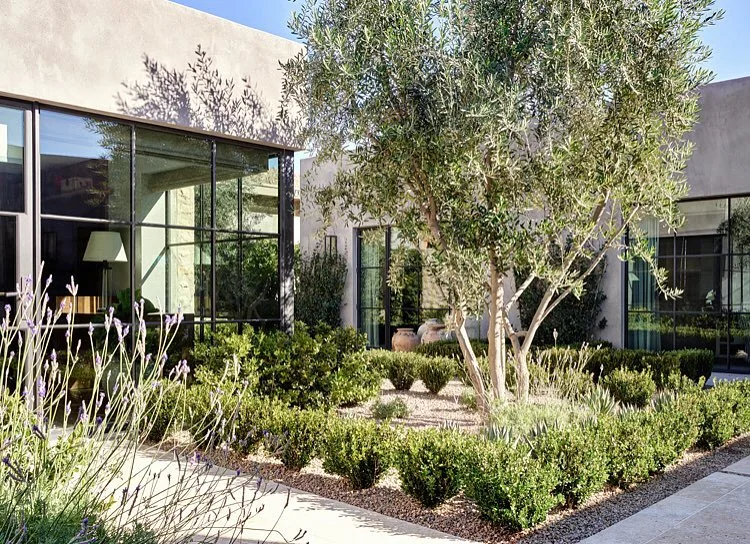 sorrento olive tree small garden spaces