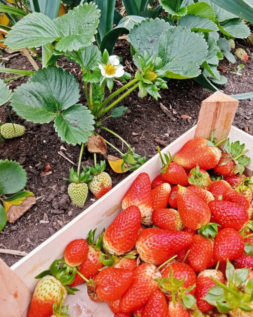 strawberry container