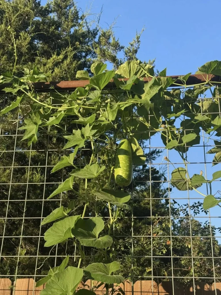 trellis climb garden 