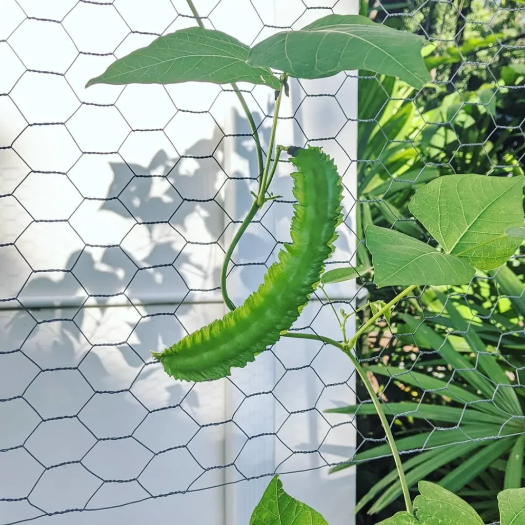 winged bean trellis