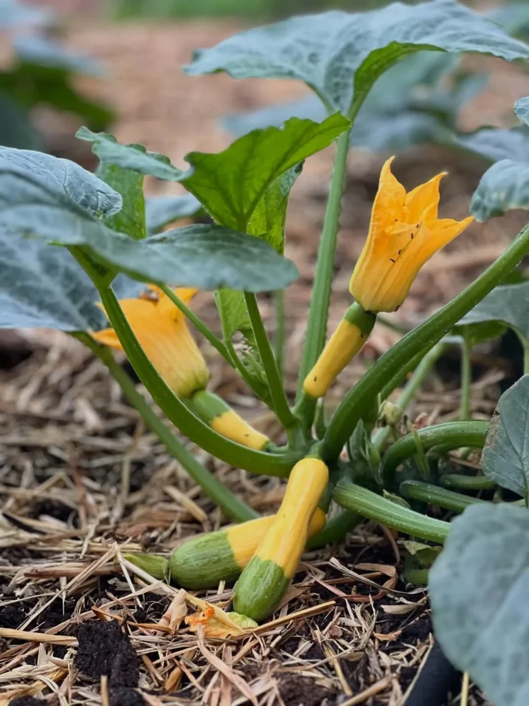 zucchini grow zone 