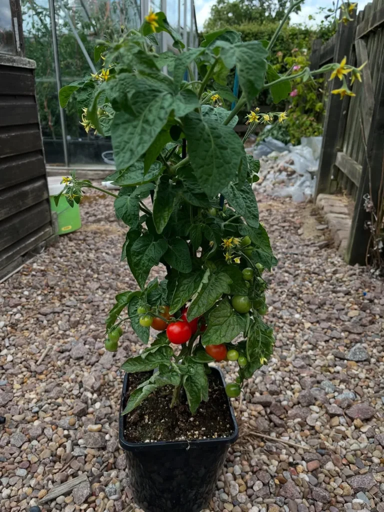 beautiful red cherry tomatoes