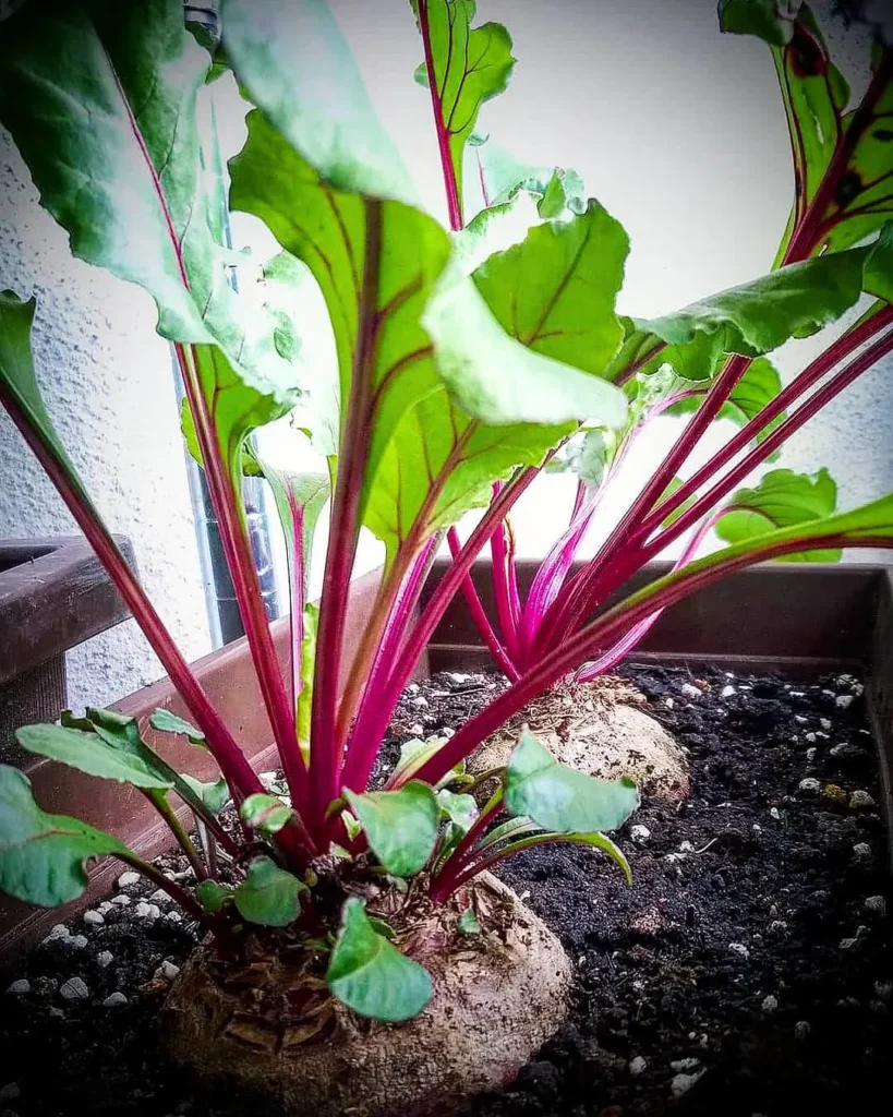 Low Maintenance Vegetable Gardening in Pots Perfect for Busy Gardeners beetroot plants in pots