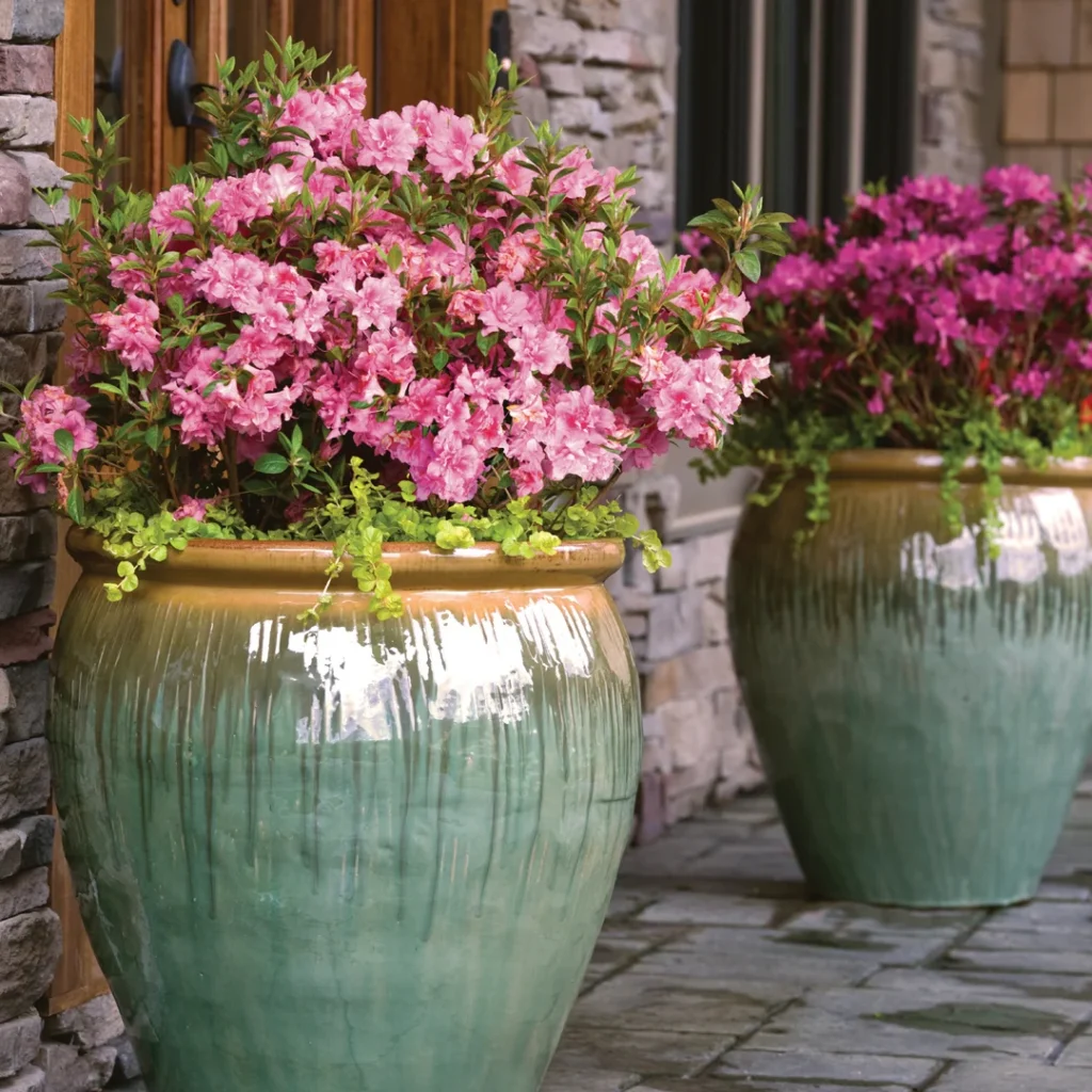 blooming azalea container accents