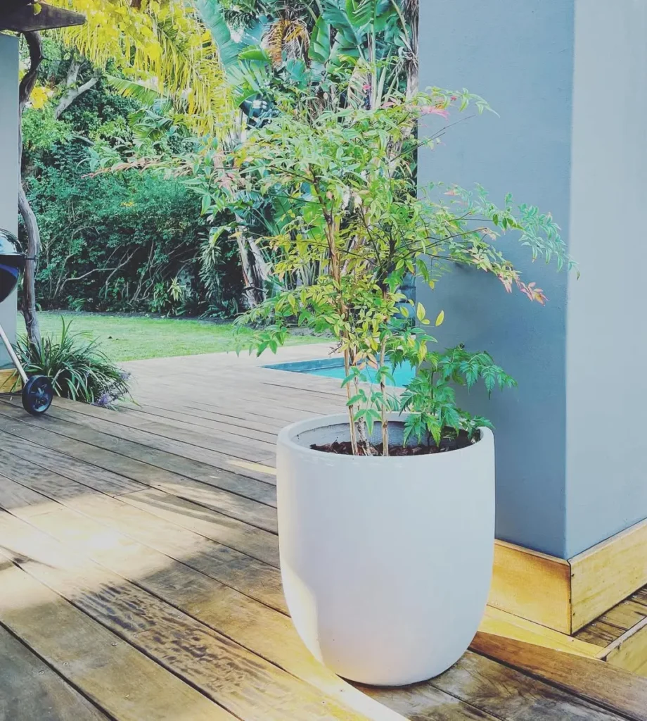 blueberry bush in a terracotta pot