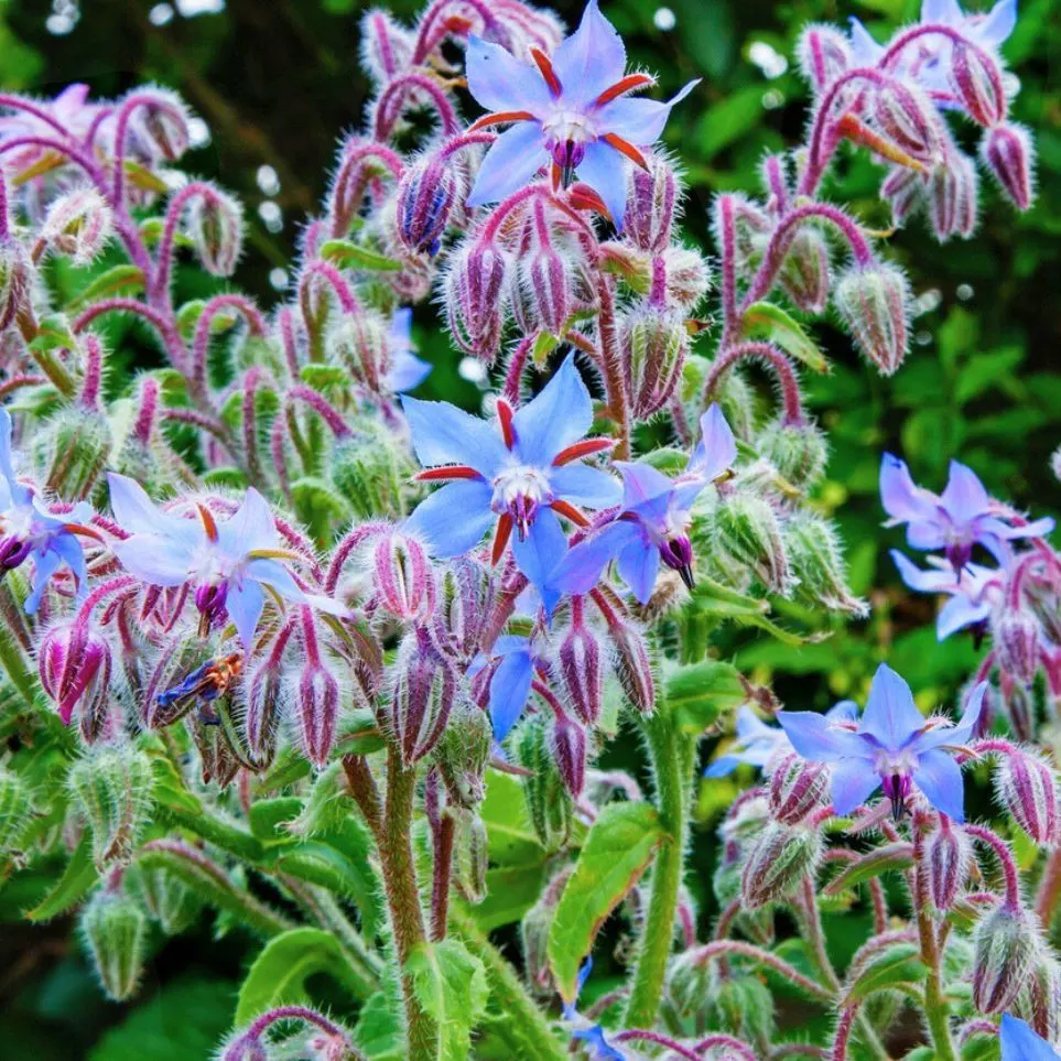 borage herb garden