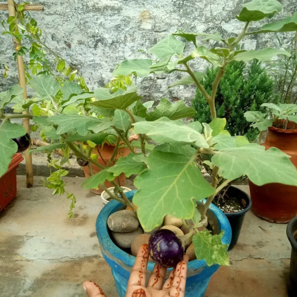 Low Maintenance Vegetable Gardening in Pots Perfect for Busy Gardeners brinjal plants in pots