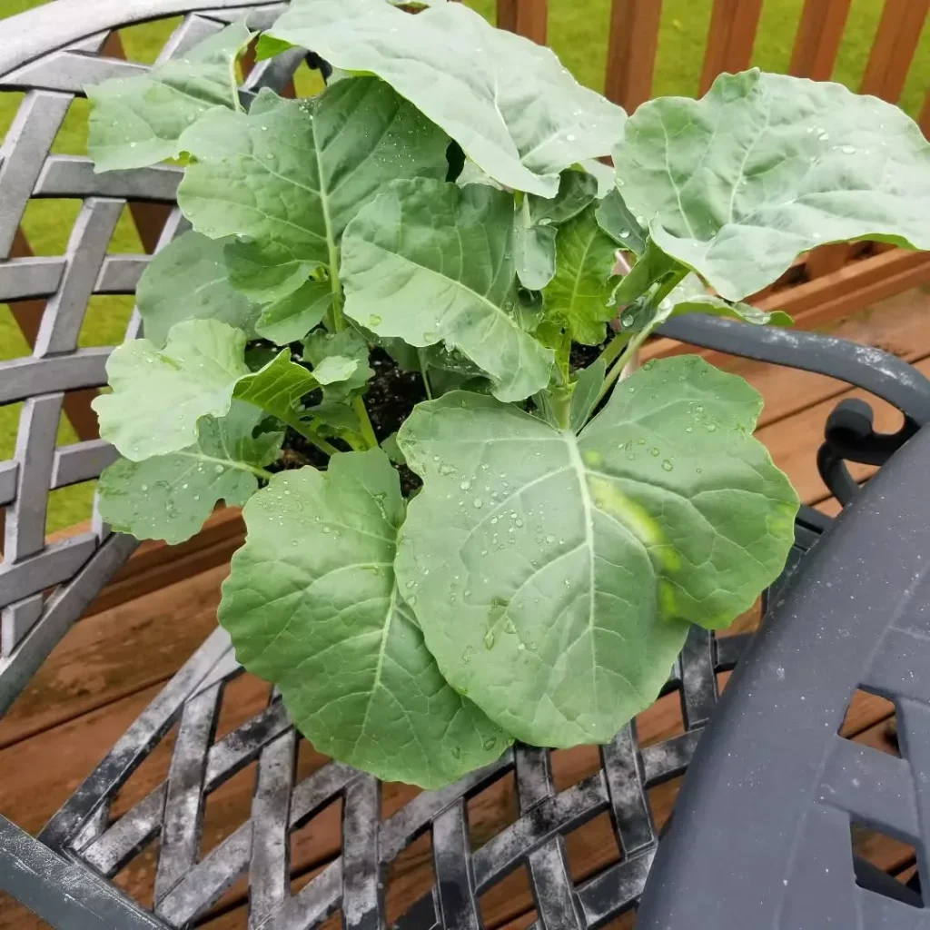 Low Maintenance Vegetable Gardening in Pots Perfect for Busy Gardeners broccoli plants in pots (1)