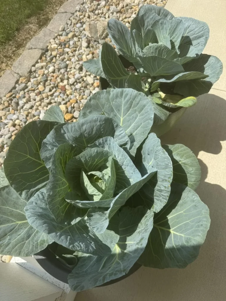 Low Maintenance Vegetable Gardening in Pots Perfect for Busy Gardeners cabbage plants in pots