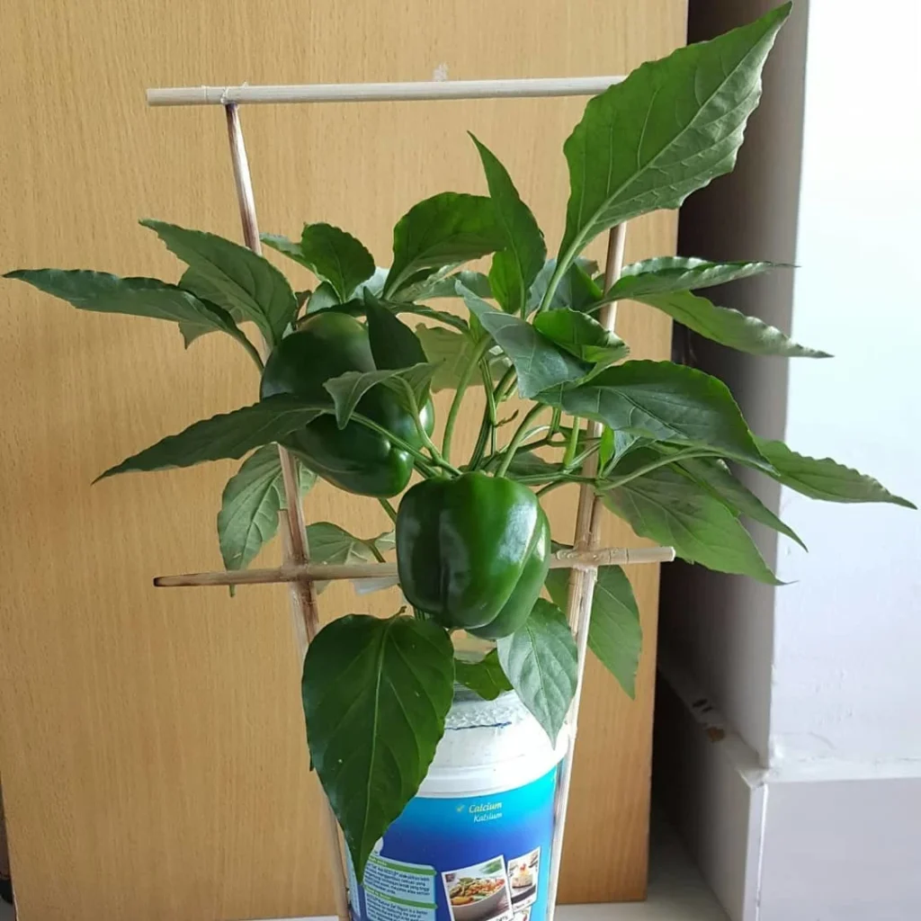 Low Maintenance Vegetable Gardening in Pots Perfect for Busy Gardeners capsicum plants in pots
