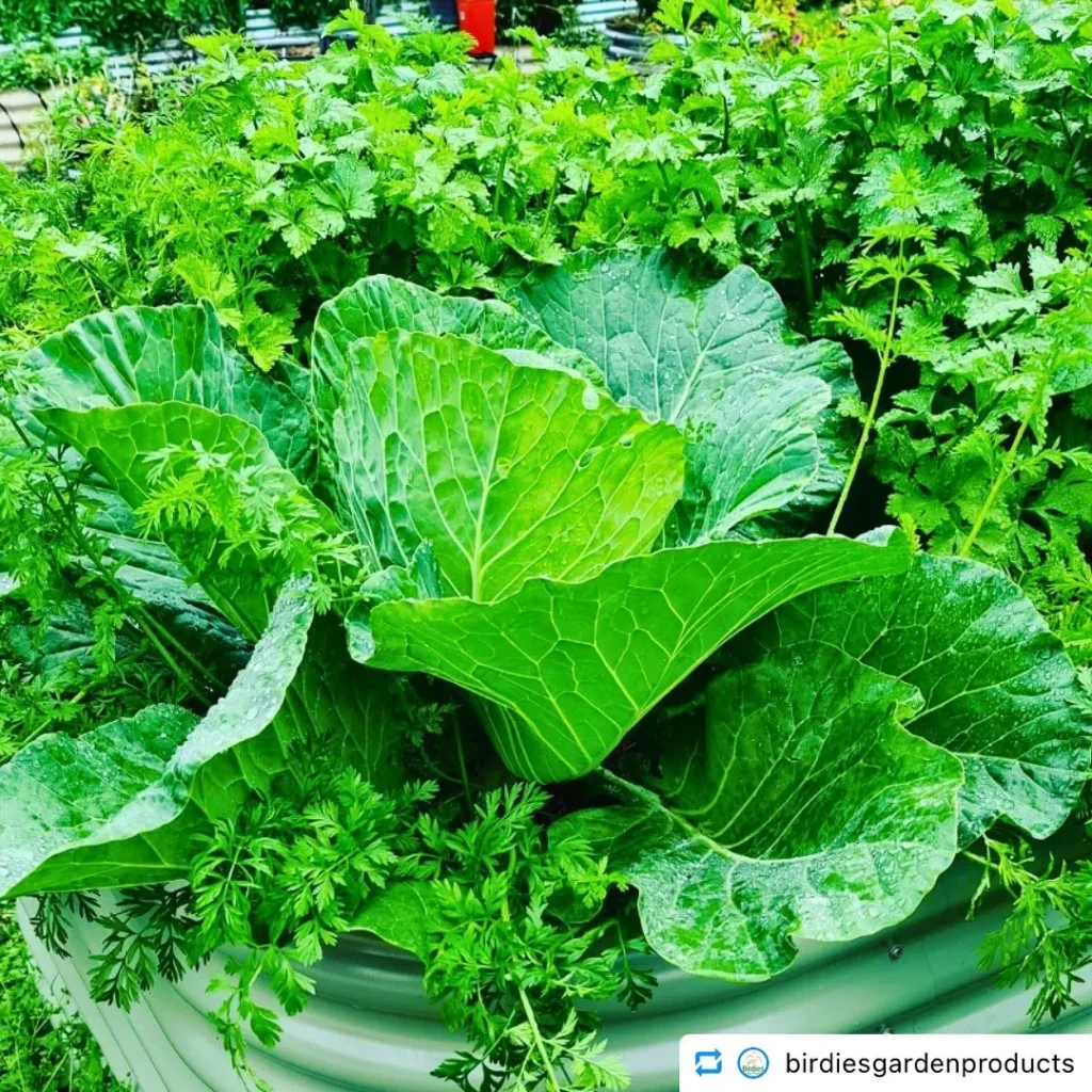 Low Maintenance Vegetable Gardening in Pots Perfect for Busy Gardeners carrot plants in pots