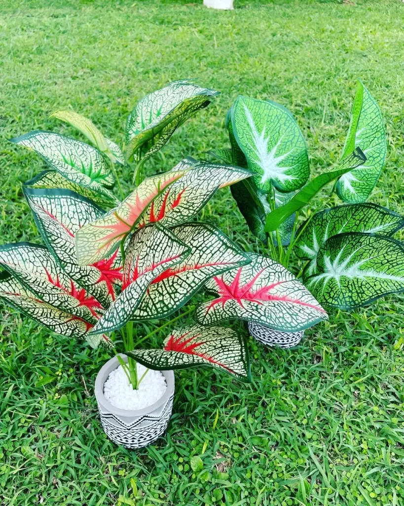 ceramic potted plants