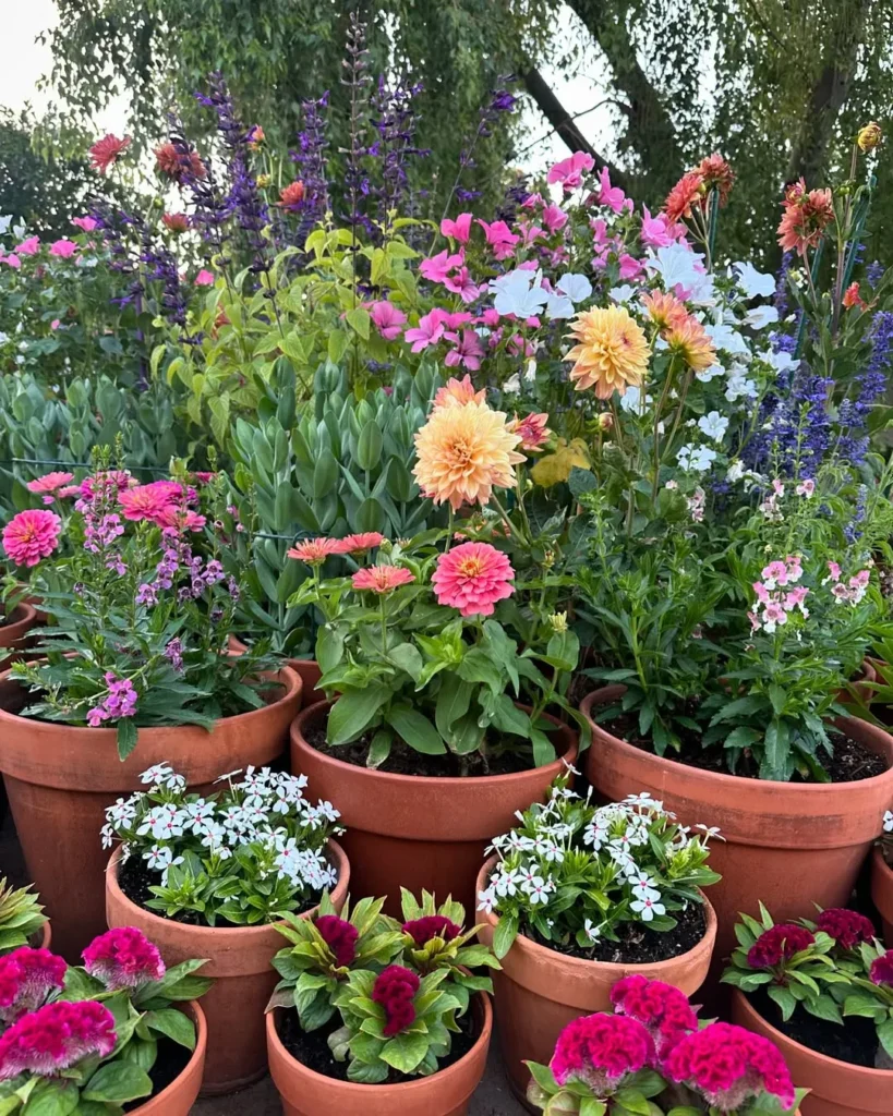 colorful zinnia patio pots