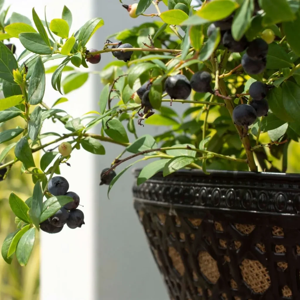 compact blueberry bush pots