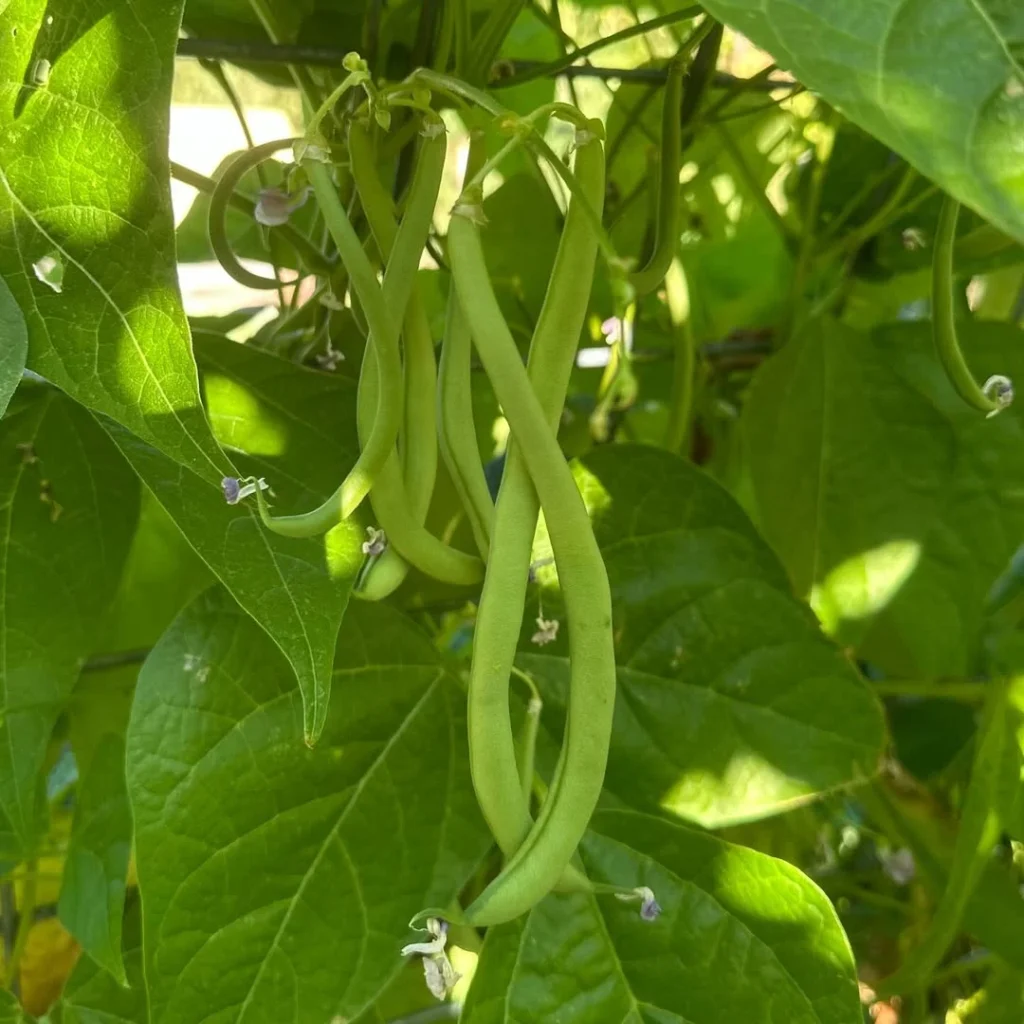 companion beans planting