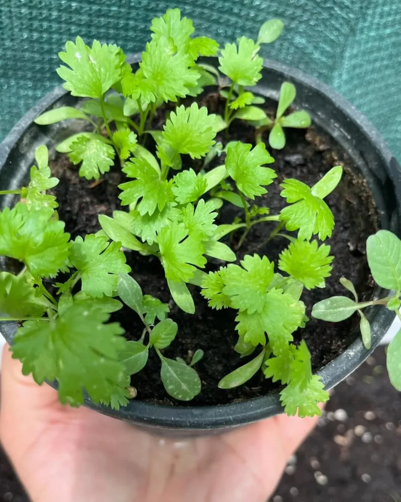 coriander plant