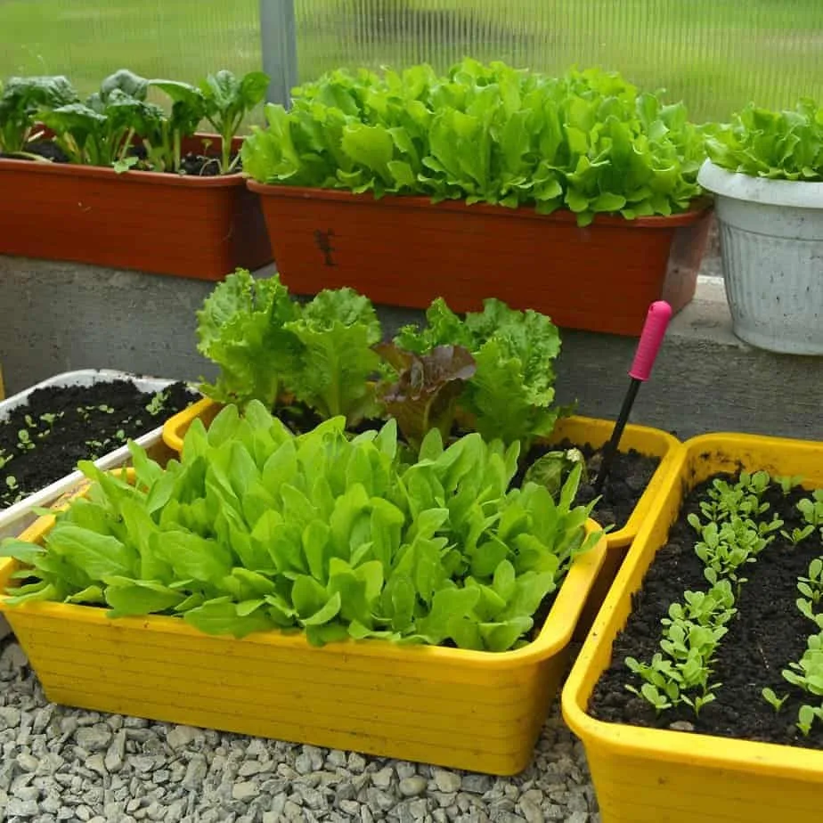 crisp lettuce window boxes
