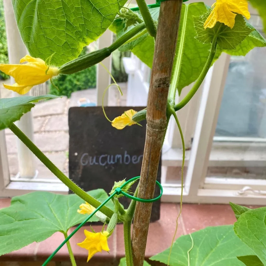 cucumber plant