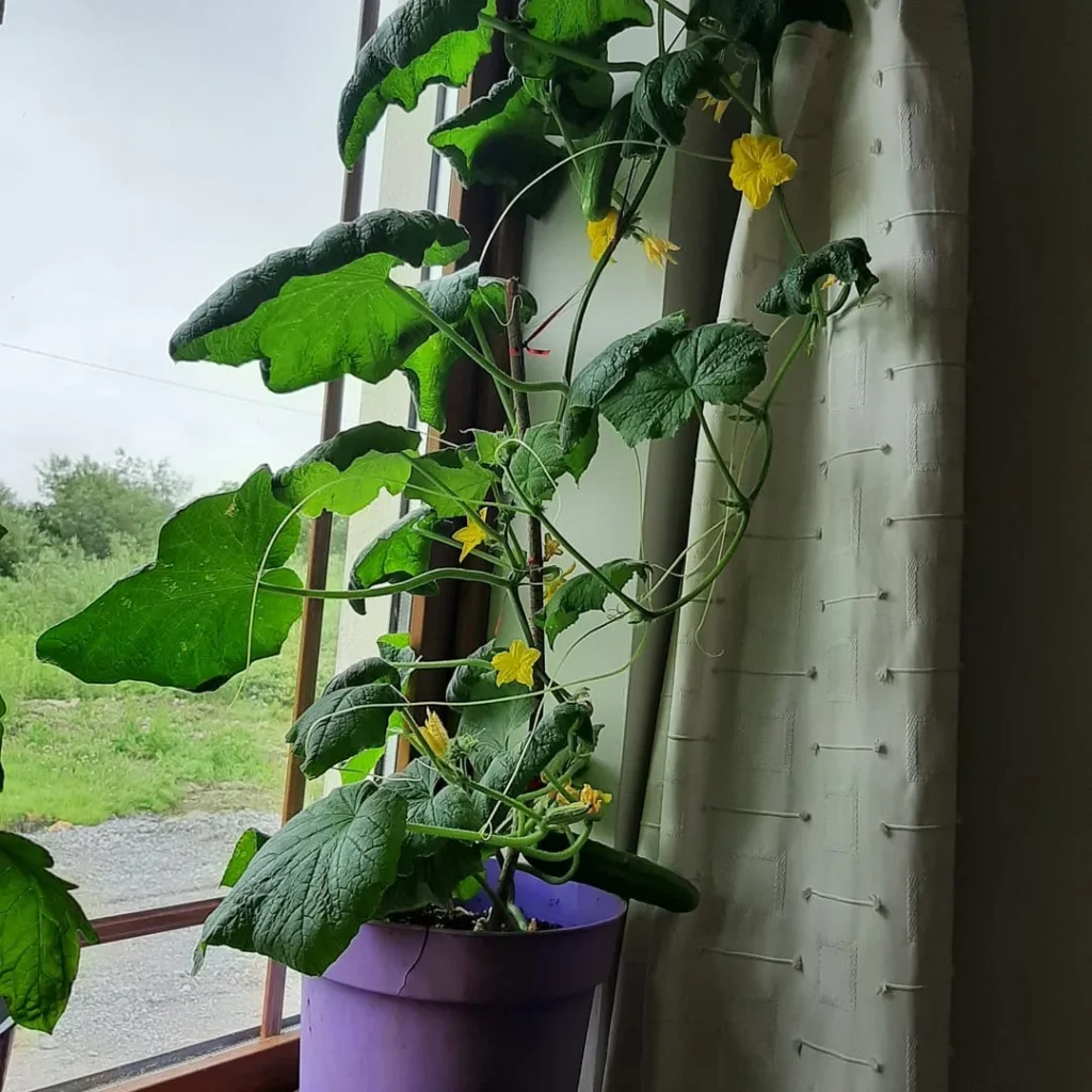 Low Maintenance Vegetable Gardening in Pots Perfect for Busy Gardeners cucumber plants in pots