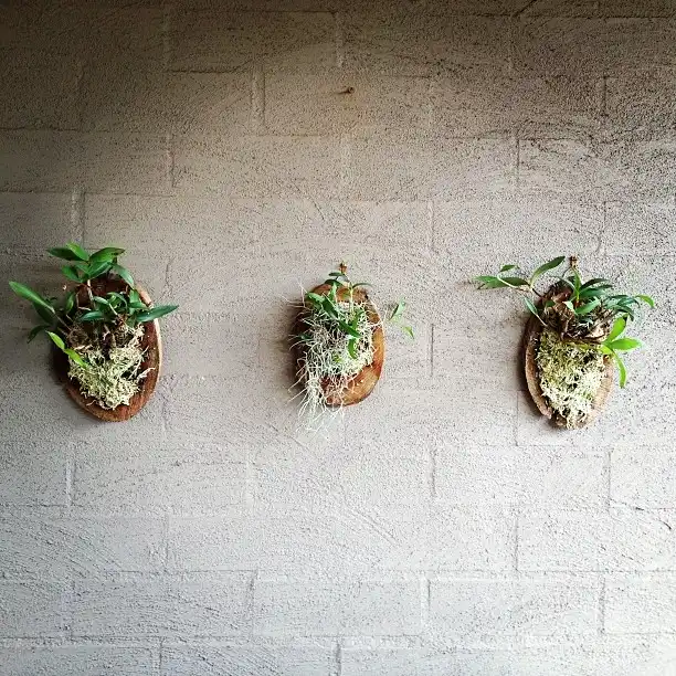 dendrobium moniliforme wall decor