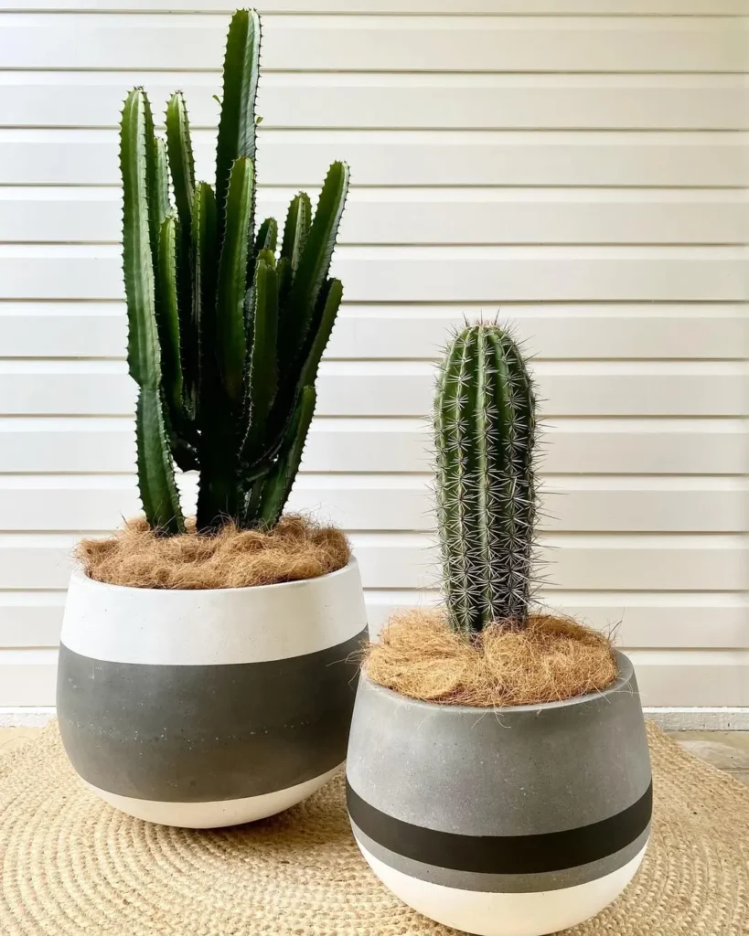desert vibe combos pots