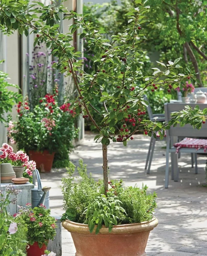 dwarf citrus tree containers