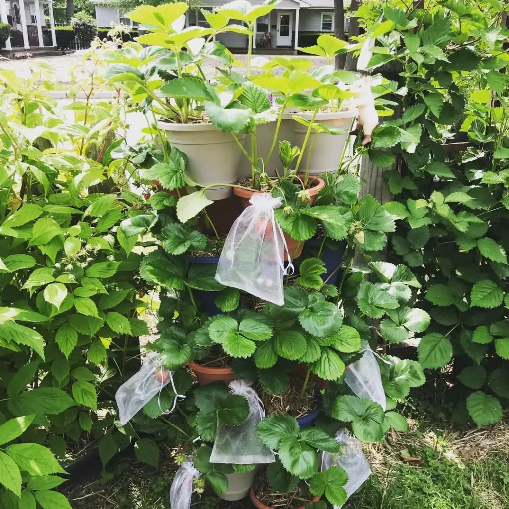 easy strawberry hanging baskets