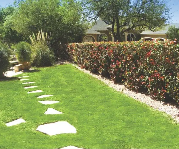 eco plant fences for privacy