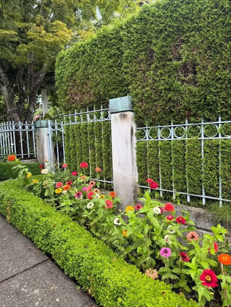 flowering hedges on fences