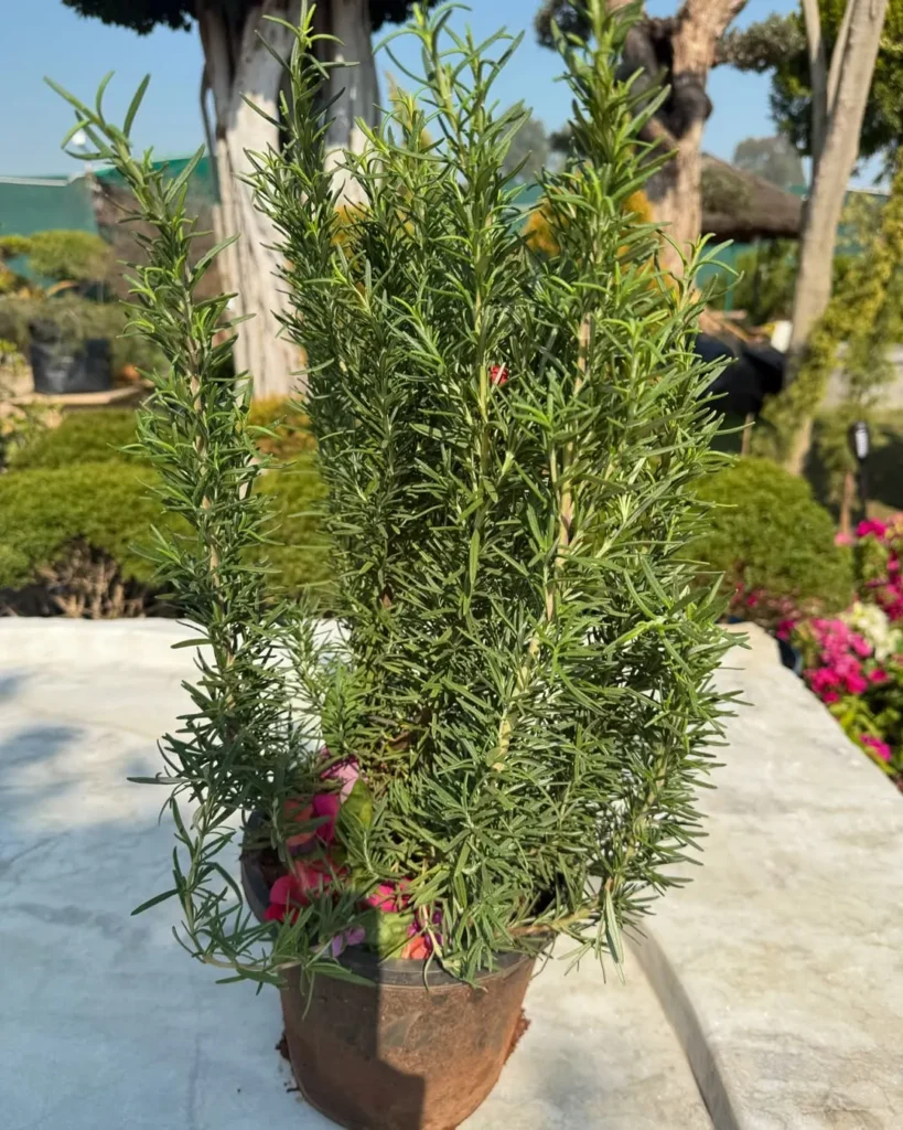 fragrant rosemary herb jars