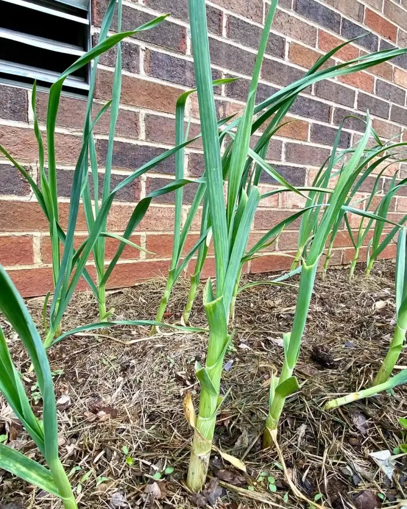 fresh garlic garden