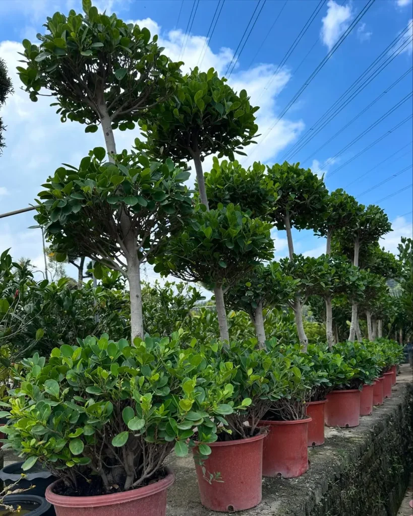 fycuss ball outdoor plants