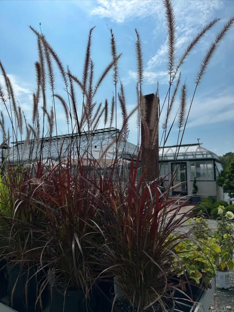 graceful fountain grass displays