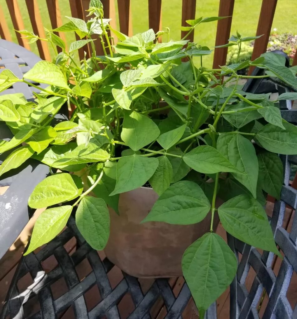 Low Maintenance Vegetable Gardening in Pots Perfect for Busy Gardeners green beans in pots