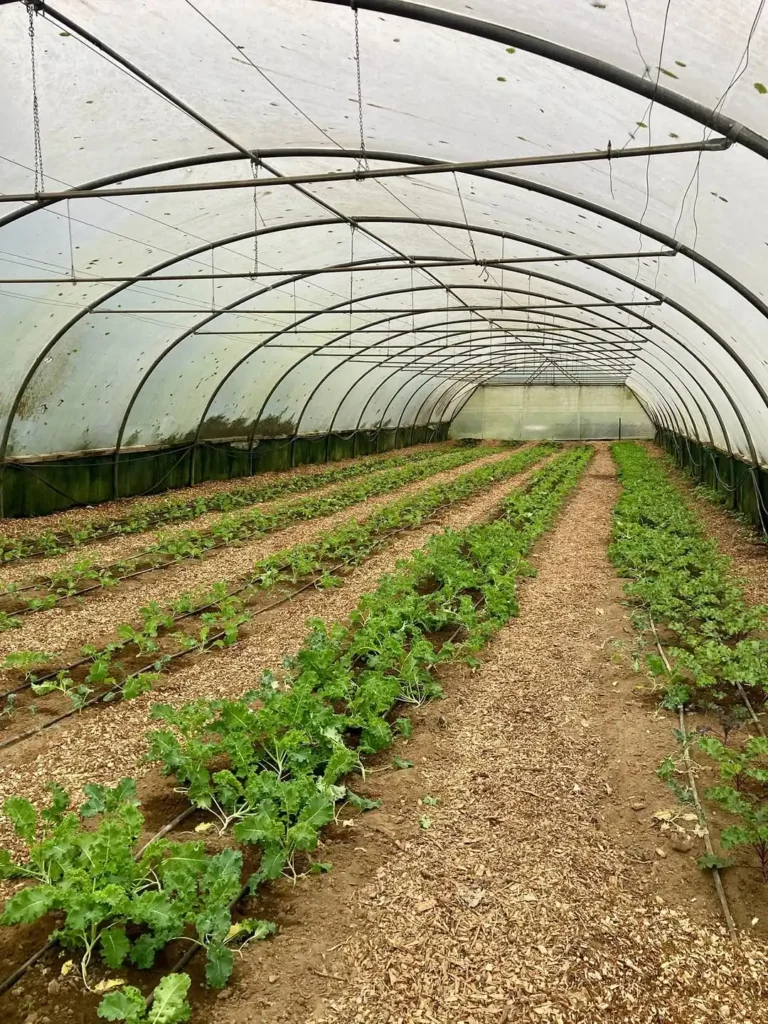 green house kale planting