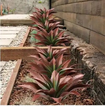 green red aloe plants