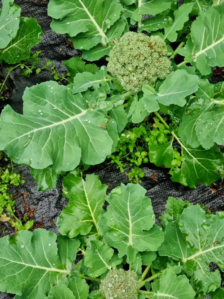 green thumb broccoli garden