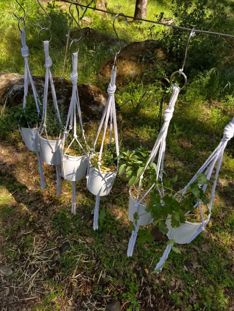 hanging herbs outdoor ideas