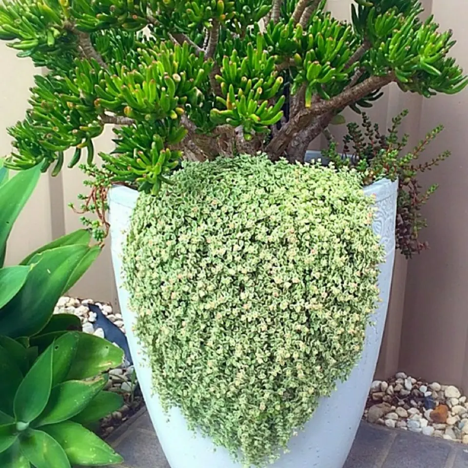 hardy sedum drought pots