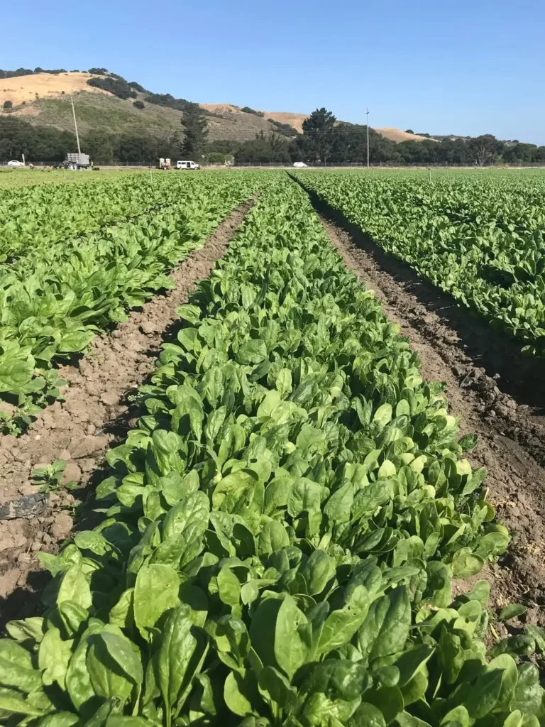 harvest spinach garden